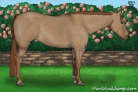 Horse Color:Red Dun Rabicano