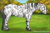 Horse Color:Grullo Roan Splash Frame Leopard Rabicano 