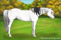 Horse Color:Bay Sabino Rabicano  and Bay Sabino 