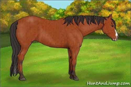 Horse Color:Bay Sabino Rabicano and Bay Sabino Splash Rabicano
