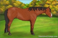 Horse Color:Bay Sabino Rabicano and Bay Sabino Splash Rabicano