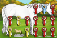 Horse Color:Gray Palomino