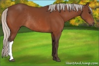 Horse Color:Silver Bay Rabicano