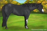 Horse Color:Black Frame 