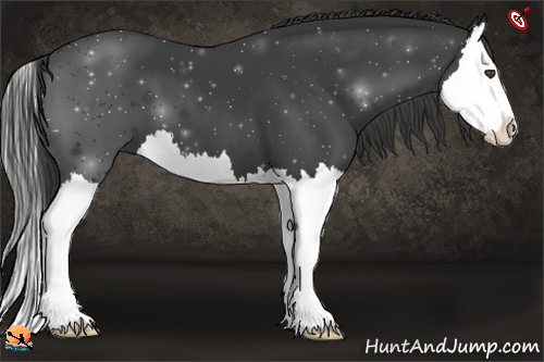 Horse Color:Black Splash