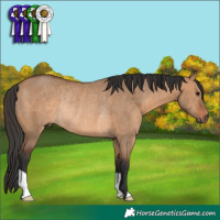 Horse Color:Bay Dun Rabicano 