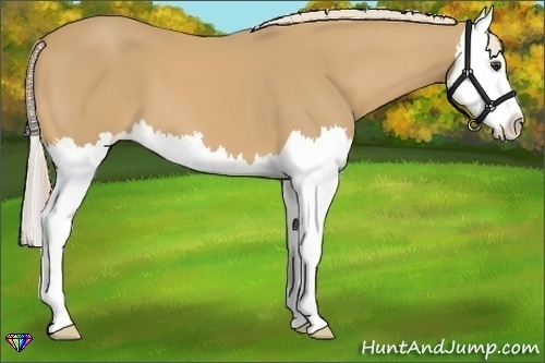 Horse Color:Palomino Splash 