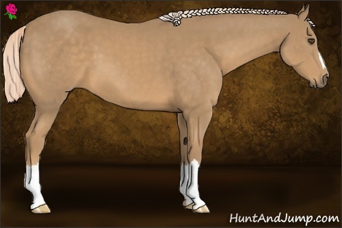 Horse Color:Palomino 