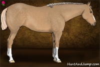 Horse Color:Palomino