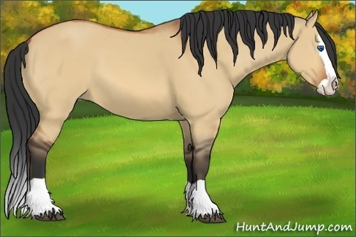 Horse Color:Bay Dun Splash 