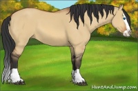 Horse Color:Bay Dun Splash 