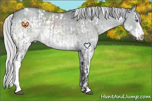 Horse Color:Silver Grullo Chinchilla Roan  and White Spotted Silver Grullo Chinchilla Roan Splash 