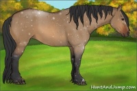 Horse Color:Bay Dun