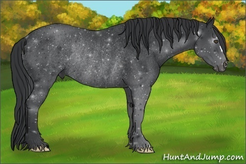 Horse Color:Black Frame Rabicano