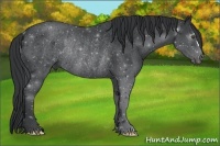 Horse Color:Black Frame Rabicano