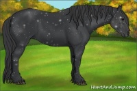 Horse Color:Black Rabicano