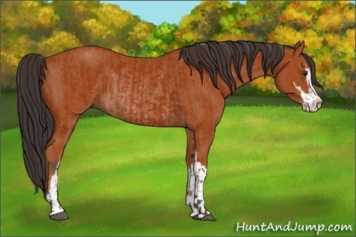 Horse Color:Bay Sabino Rabicano and Bay Sabino Rabicano