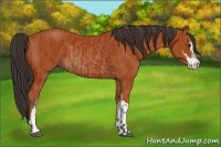 Horse Color:Bay Sabino Rabicano and Bay Sabino Rabicano