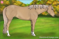 Horse Color:Palomino