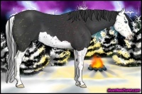 Horse Color:Smoky Black Splash