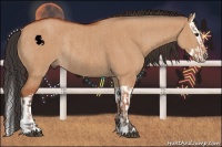 Horse Color:Bay Dun Sabino Rabicano  and Bay Dun Sabino Splash Rabicano 