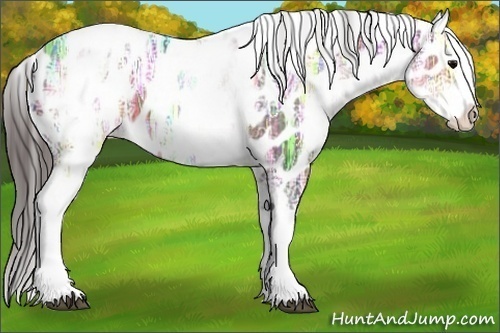 Horse Color:White Spotted Brown Ice Splash Appaloosa 
