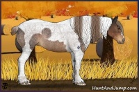 Horse Color:Liver Chestnut Tobiano Rabicano