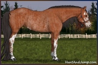 Horse Color:Bay Sabino Rabicano and Bay Sabino Rabicano
