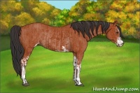 Horse Color:Bay Sabino Rabicano and Bay Sabino Rabicano