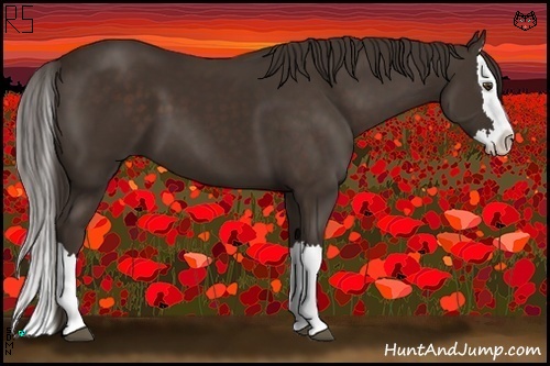 Horse Color:Liver Chestnut Sabino Splash