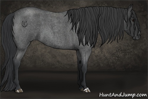 Horse Color:Blue Roan 