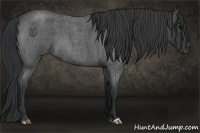 Horse Color:Blue Roan 