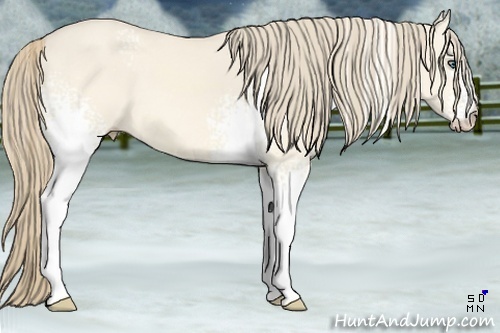 Horse Color:White Spotted Perlino Dun 
