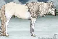 Horse Color:White Spotted Perlino Dun 