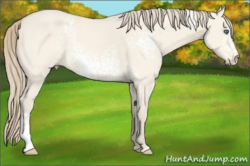 Horse Color:White Spotted Perlino Dun 