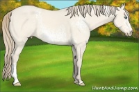 Horse Color:White Spotted Perlino Dun