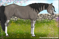 Horse Color:Grullo Sabino Splash  and Gray Grullo Sabino Splash 