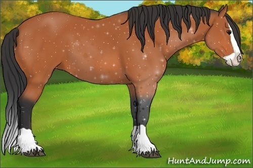 Horse Color:Bay Splash 