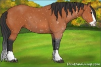 Horse Color:Bay Splash