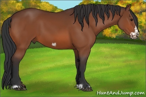 Horse Color:Bay Frame 