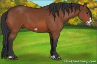 Horse Color:Bay Frame 