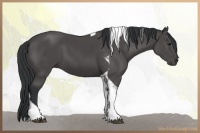 Horse Color:Black Tobiano 