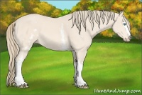 Horse Color:White Spotted Perlino 