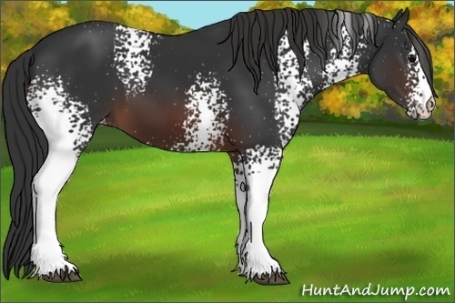 Horse Color:White Spotted Brown Appaloosa 