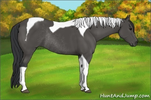 Horse Color:Black Tobiano Rabicano 