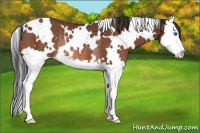 Horse Color:White Spotted Bay Splash Rabicano