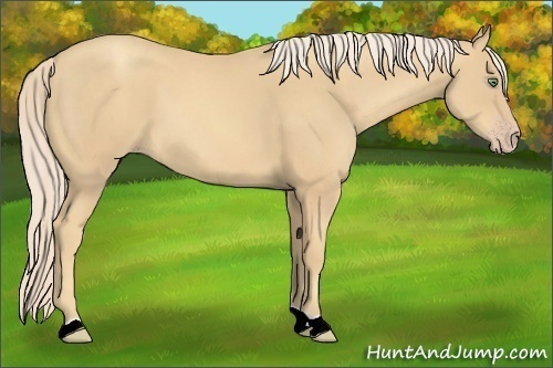 Horse Color:Gold Cream Champagne