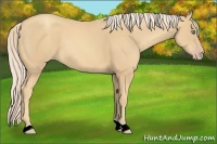 Horse Color:Gold Cream Champagne 