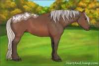 Horse Color:Silver Brown Ice Rabicano