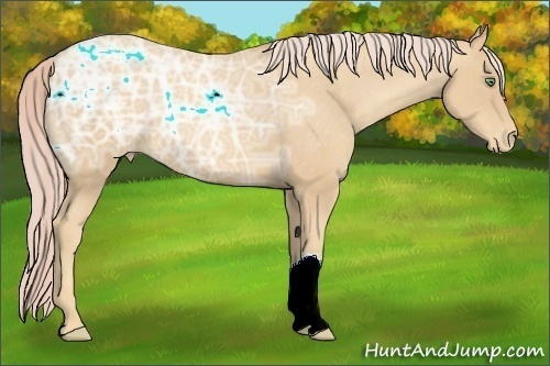 Horse Color:Gold Cream Champagne Ice Appaloosa 